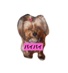 ゆうたん愛ちゃん（個別スタンプ：8）