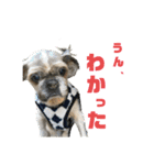 シーズーのダッシュ（個別スタンプ：2）
