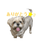 シーズーのダッシュ（個別スタンプ：3）