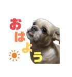 シーズーのダッシュ（個別スタンプ：5）