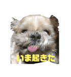 シーズーのダッシュ（個別スタンプ：6）