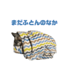 シーズーのダッシュ（個別スタンプ：7）