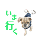 シーズーのダッシュ（個別スタンプ：10）