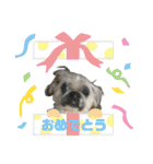 シーズーのダッシュ（個別スタンプ：16）