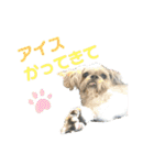 シーズーのダッシュ（個別スタンプ：22）