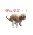 シーズーのダッシュ（個別スタンプ：23）
