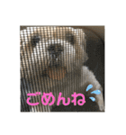 シーズーのダッシュ（個別スタンプ：24）