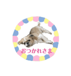 シーズーのダッシュ（個別スタンプ：25）