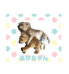 シーズーのダッシュ（個別スタンプ：34）