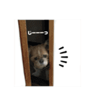シーズーのダッシュ（個別スタンプ：39）