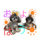 あいらぶ・シーズー2（個別スタンプ：9）
