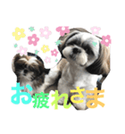 あいらぶ・シーズー2（個別スタンプ：11）