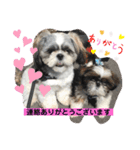 あいらぶ・シーズー2（個別スタンプ：12）