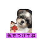 あいらぶ・シーズー2（個別スタンプ：14）