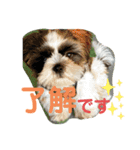 あいらぶ・シーズーのむーちゃん（個別スタンプ：1）