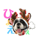 あいらぶ・シーズーのむーちゃん（個別スタンプ：3）