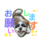 あいらぶ・シーズーのむーちゃん（個別スタンプ：7）