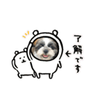 あいらぶ・シーズーのむーちゃん（個別スタンプ：8）
