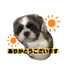 あいらぶ・シーズーのむーちゃん（個別スタンプ：13）
