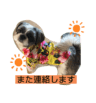あいらぶ・シーズーのむーちゃん（個別スタンプ：15）