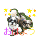 あいらぶ・シーズーのむーちゃん（個別スタンプ：16）
