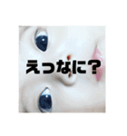 RIKIYAPAPA（個別スタンプ：8）