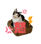 我が家のわんにゃんズスタンプ（個別スタンプ：3）