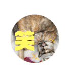 我が家のわんにゃんズスタンプ（個別スタンプ：4）