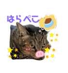我が家のわんにゃんズスタンプ（個別スタンプ：5）
