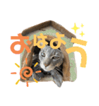 我が家のわんにゃんズスタンプ（個別スタンプ：17）