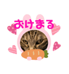 我が家のわんにゃんズスタンプ（個別スタンプ：22）