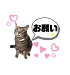 我が家のわんにゃんズスタンプ（個別スタンプ：26）
