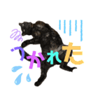 我が家のわんにゃんズスタンプ（個別スタンプ：27）