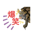 かめきちのつぶやき No. 2（個別スタンプ：1）