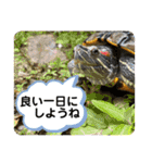 かめきちのつぶやき No. 2（個別スタンプ：3）