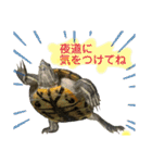 かめきちのつぶやき No. 2（個別スタンプ：5）