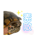 かめきちのつぶやき No. 2（個別スタンプ：7）