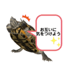 かめきちのつぶやき No. 2（個別スタンプ：10）