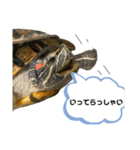 かめきちのつぶやき No. 2（個別スタンプ：11）