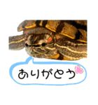 かめきちのつぶやき No. 2（個別スタンプ：13）