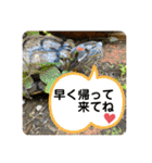 かめきちのつぶやき No. 2（個別スタンプ：14）