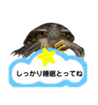かめきちのつぶやき No. 2（個別スタンプ：15）