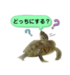 かめきちのつぶやき No. 2（個別スタンプ：17）