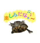 かめきちのつぶやき No. 2（個別スタンプ：18）