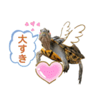 かめきちのつぶやき No. 2（個別スタンプ：23）