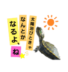 ゆるゆるかめ（個別スタンプ：7）