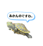 ゆるゆるかめ（個別スタンプ：9）