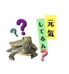 ゆるゆるかめ（個別スタンプ：12）