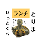 ゆるゆるかめ（個別スタンプ：14）
