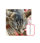 保護猫こばんスタンプ2（個別スタンプ：1）